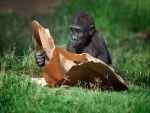 Pequeño gorila jugando con un papel