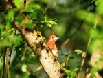Un pájaro en el tronco de un árbol