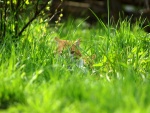 Un gato oculto en la hierba