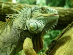 La cabeza y piel de una iguana