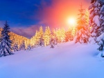 Tibios rayos de sol entre pinos y nieve