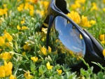 Gafas de sol sobre las flores amarillas
