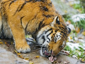 Un tigre comiendo bajo la nieve