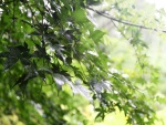 Hojas verdes en las ramas del árbol