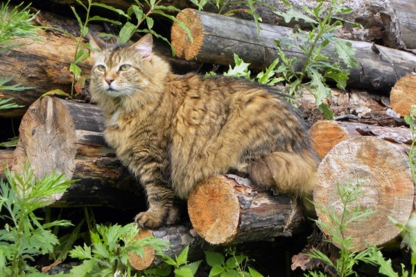 Un hermoso gato entre los troncos