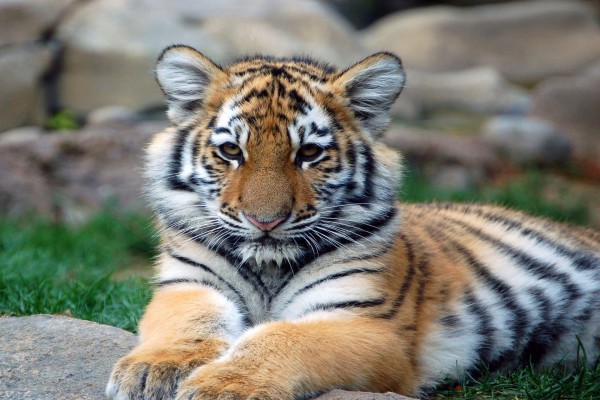 Un joven tigre descansando