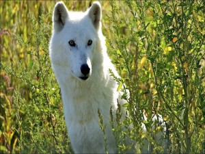 Postal: Lobo blanco entre las plantas