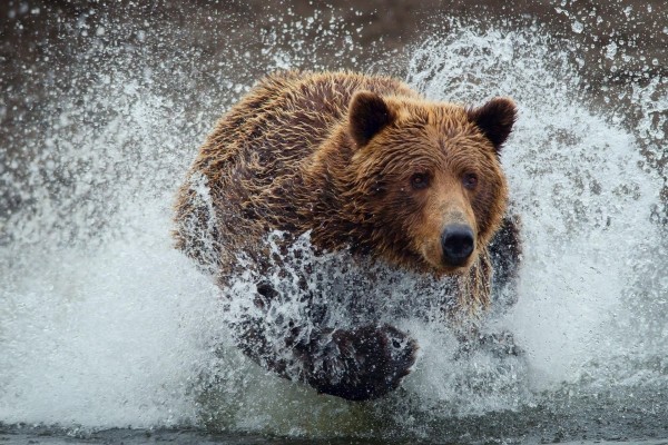 Un oso pardo corriendo en el agua