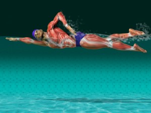 Músculos de un nadador