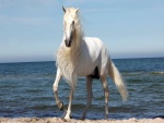 Hermoso caballo blanco en una playa