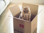 Lindo gato dentro de una caja de cartón
