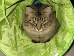 Gato en un túnel de tela verde