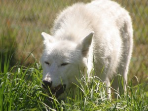 Lobo blanco sobre la hierba