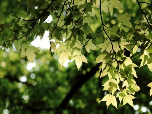 Postal: Las hojas verdes de un árbol
