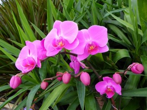 Postal: Orquídeas fucsias en la planta