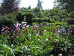 Jardín con esbeltos gladiolos y árboles