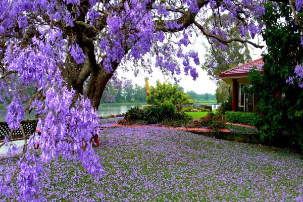 Árbol con flores de color púrpura junto a una casa y el lago