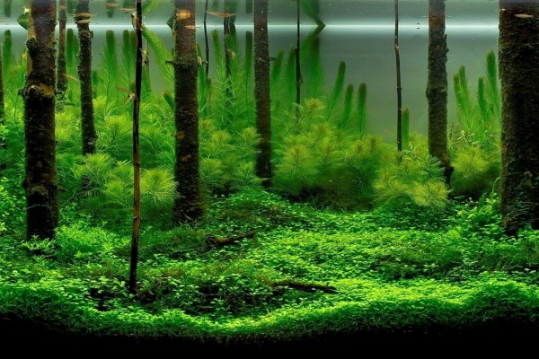 Peces en un bosque bajo el agua