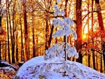 La luz del sol en un bosque nevado