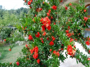 Hermoso arbusto con flores rojas