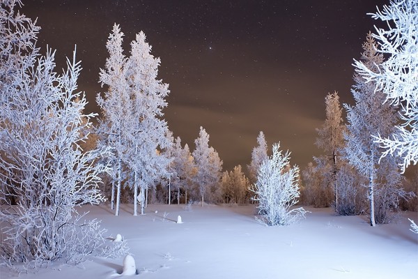 Noche de invierno en el bosque