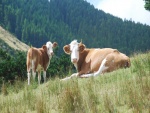 Vaca junto a su ternero en una colina