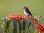 Vistoso pájaro en una rama con hojas y flores