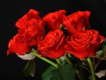Un magnífico ramo de rosas rojas