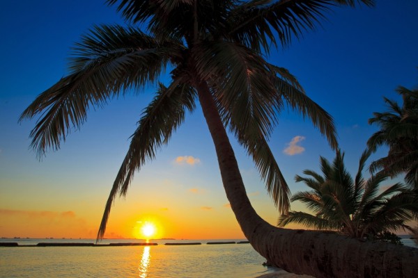 El sol del amanecer visto junto a las palmeras