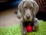 Cachorro con una pelota roja