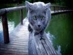 Gato gris sobre una barandilla junto al agua