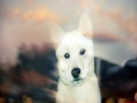 La mirada de un perro blanco