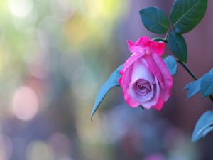 Postal: Delicada rosa creciendo en un rosal