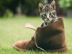 Gatito dentro de una bota