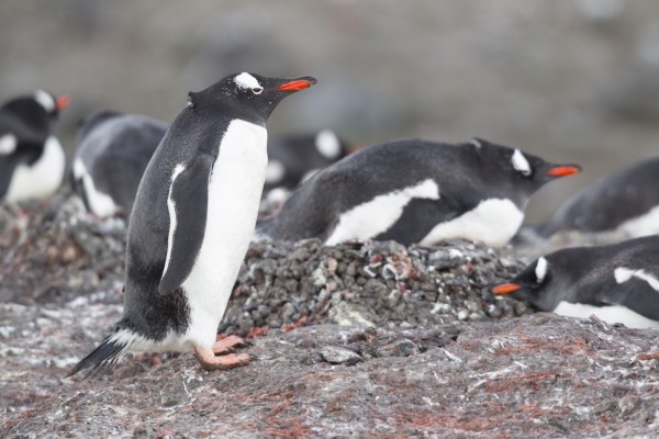Pingüinos en su hábitat natural