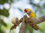 Dos pajarillos de colores comiendo semillas sobre una rama