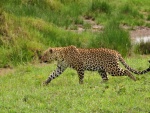 Leopardo caminando sobre la hierba