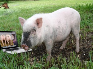 Un cerdo viendo fotos en el portátil