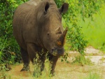 Rinoceronte junto a un árbol
