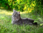 Hermoso gato tumbado en la hierba