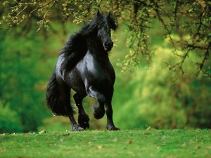 Hermoso caballo negro caminando sobre la hierba