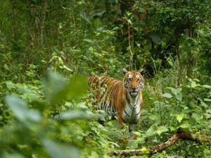 Postal: Tigre en la selva