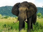Hermoso elefante africano