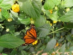 Mariposa naranja en una planta