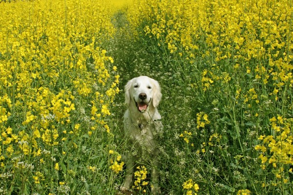 Un bonito perro entre flores amarillas