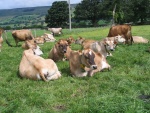 Vacas descansando sobre la hierba