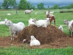 Ovejas y corderos
