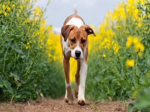 Perro caminando por un campo de flores
