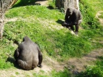 Dos gorilas