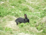 Conejo negro en la hierba